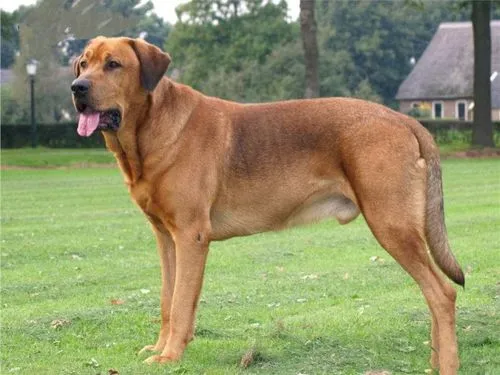 巴西獒犬多少钱一只