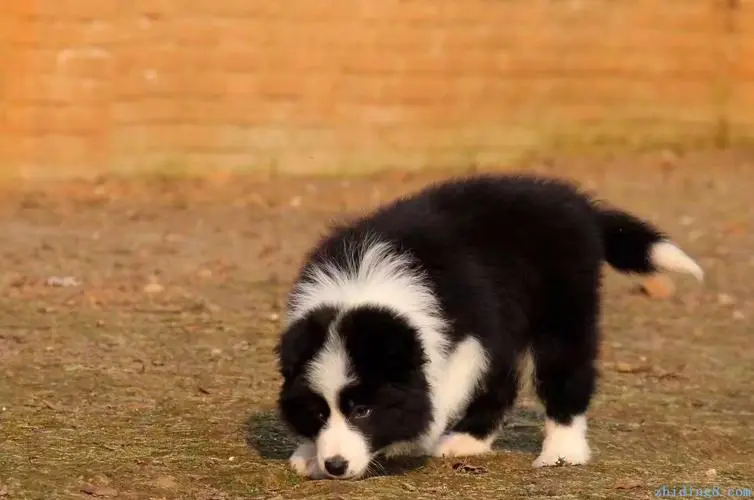 边牧图片幼犬多少钱