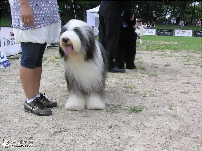 长须牧羊犬多少钱