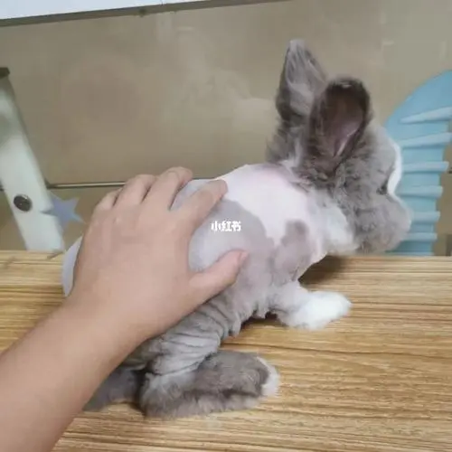宠物店兔子剪毛多少钱