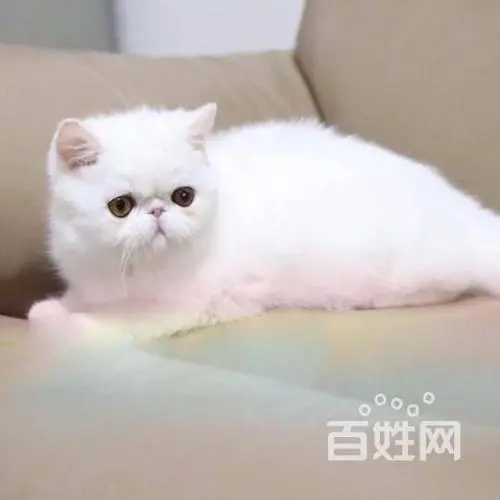 纯白加菲猫多少钱一只