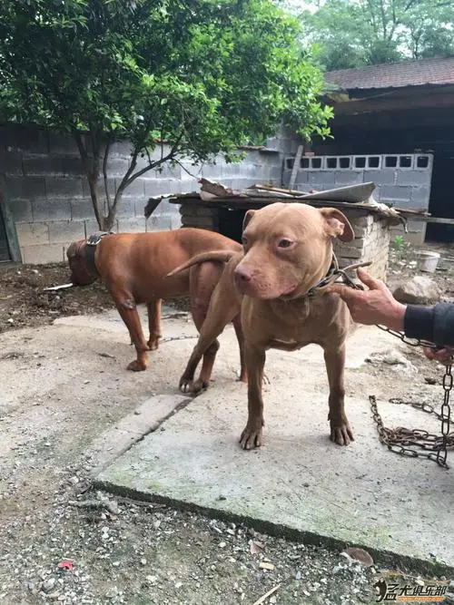 大体比特犬多少钱一只