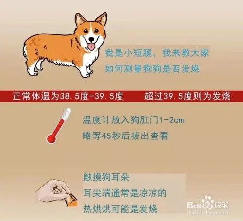 狗狗低烧是多少度