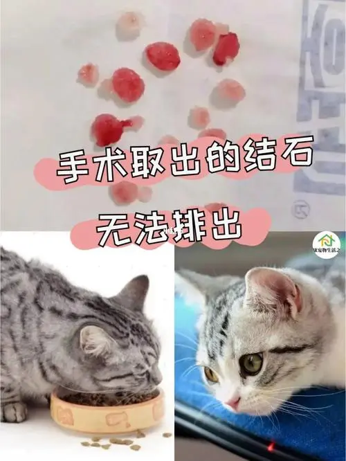 猫咪猫粮一天吃多少