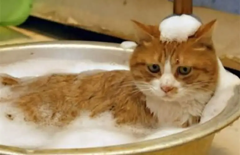 小猫多少天可以洗澡