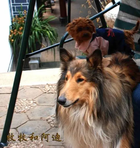 阿迪犬多少钱？了解价格及如何选择一只理想的阿迪犬