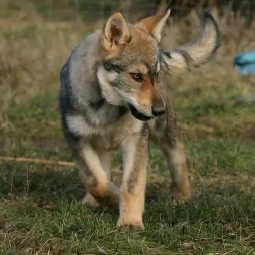 纯种狼犬多少钱一只？了解狼犬的市价