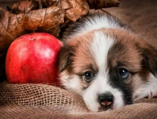 狗狗到底可以吃多少苹果？
