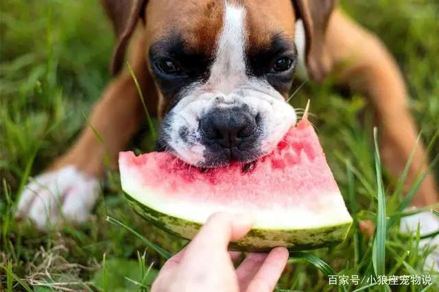 狗狗可以吃多少西瓜？