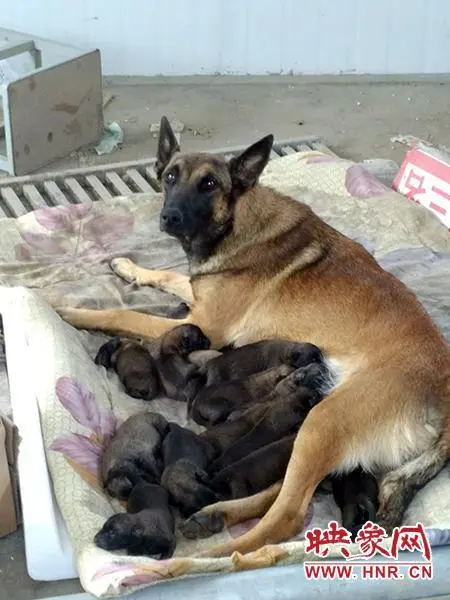 马犬怀孕多少天生？