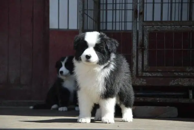 犬舍边牧价格及犬舍选择指南