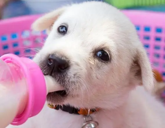 小狗一次喝多少羊奶？