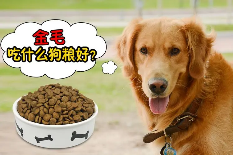 小金毛需要吃多少狗粮才能保持健康？