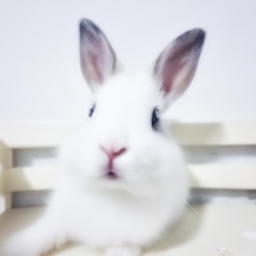 长耳兔多少钱一只（长耳兔多少钱一只？）