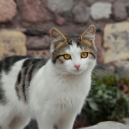 土耳其安哥拉猫多少钱（土耳其安哥拉猫多少钱）