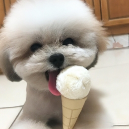 小狗多少天能自己吃食（小狗多少天能自己吃食）