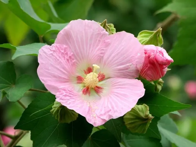 变色芙蓉花是什么样子的（变色芙蓉花长什么样子）