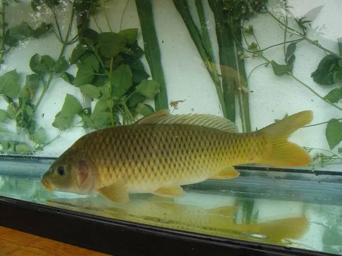 茶鲤（学名：Cyprinus rubrofuscus）是鲤科鲤属的一种淡水鱼类，也被称为红色鲫鱼或金包银。它是中国特有的