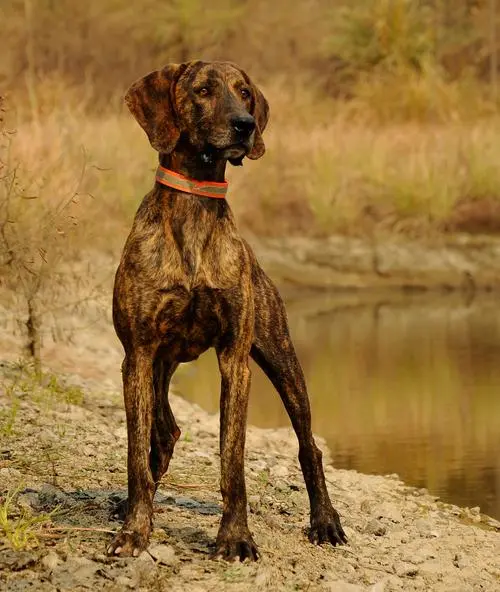 纯种普罗特猎犬图片 纯种普罗特猎犬图片大全