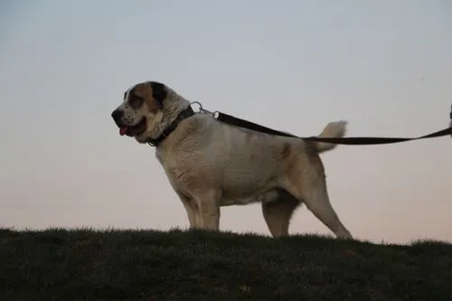 俄罗斯中亚猎狼犬 俄罗斯中亚猎狼犬适合家里养吗