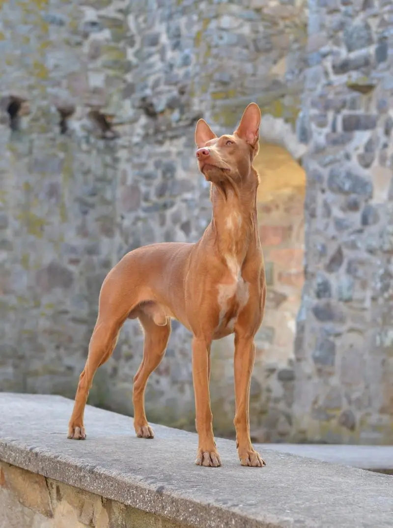 法老王猎犬毛色的多样性及特点