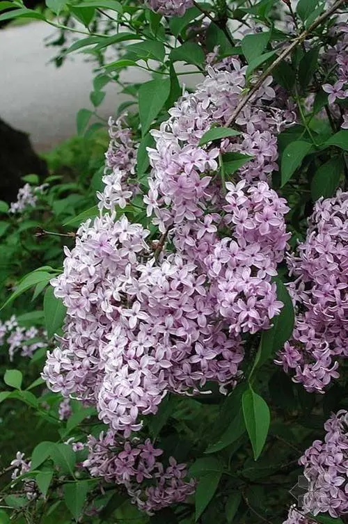 粉色葵花凤头鹦鹉（学名：Erythrura kleinschmidti），是一种迷人而稀少的鸟类，属于凤头鹦鹉属。其特点是