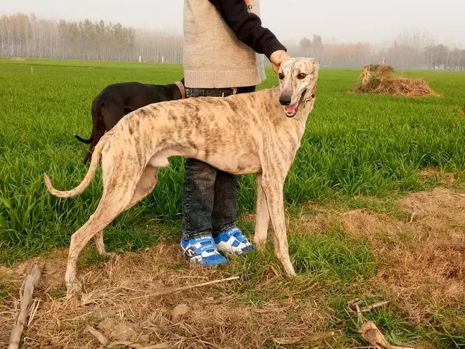 格力犬价格及图片 格力犬图片大全