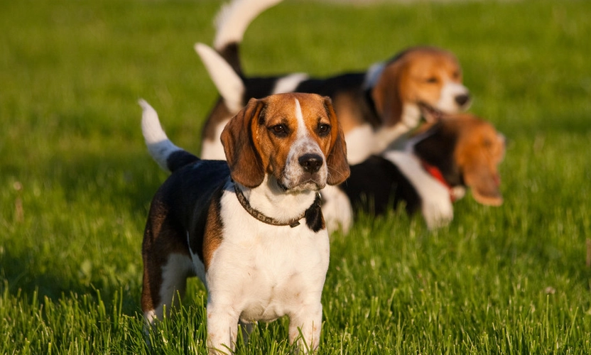 哈利犬的优缺点