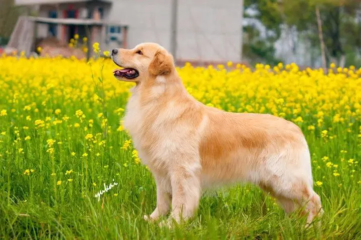 金毛寻回犬图片大全