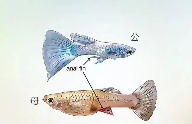 孔雀鱼怎么分公母？（孔雀鱼怎么分公母）