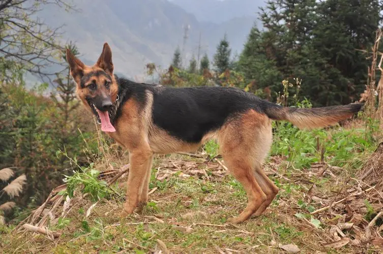 昆明犬黑背系图片——优雅而威猛的狗种（昆明犬黑背系图片）