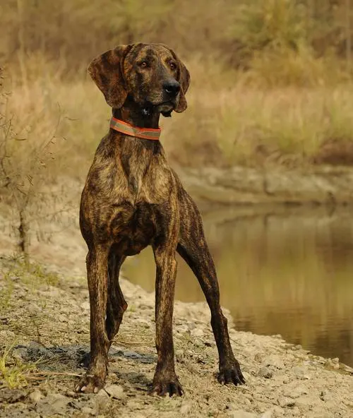 普罗特猎犬图片 普罗特猎犬图片 优缺点