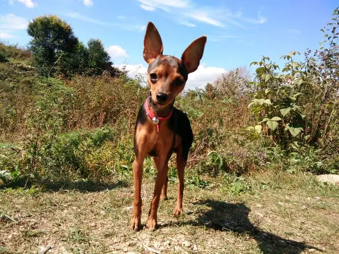 如何训练小鹿犬定点大小便