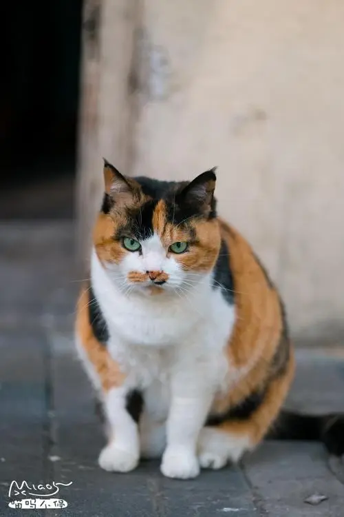 三花猫很凶怎么办 三花猫很瘦怎么办