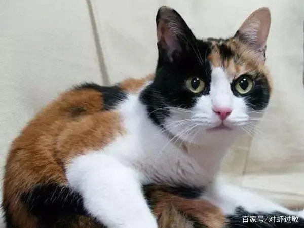 三花猫性格温顺吗？（三花猫性格温顺吗）