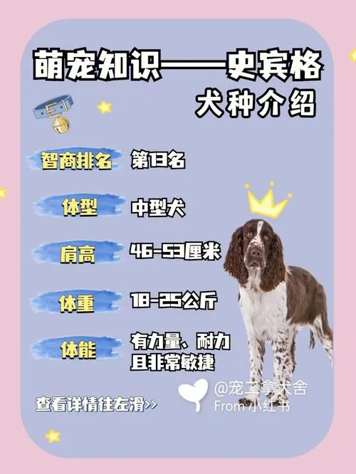 史宾格犬价格多少钱？（史宾格犬价格多少钱）