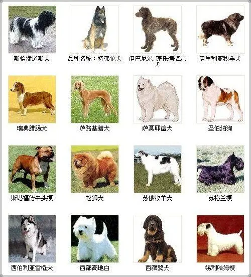 十大名犬排名图片欣赏 十大名犬排名图片