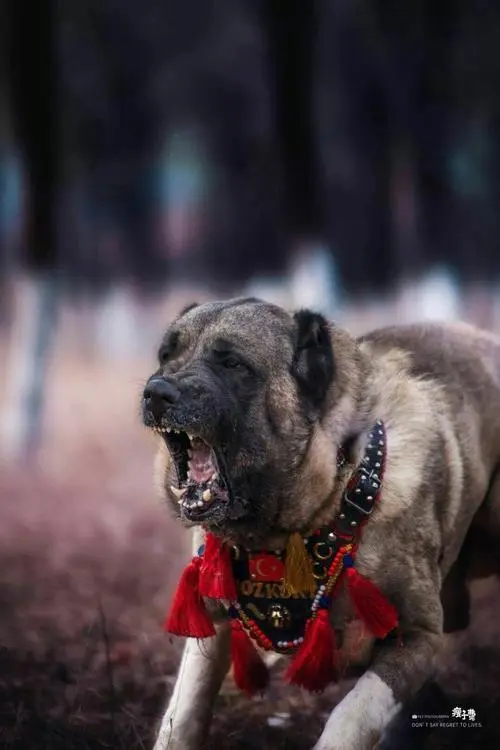 世界第一猛犬坎高犬