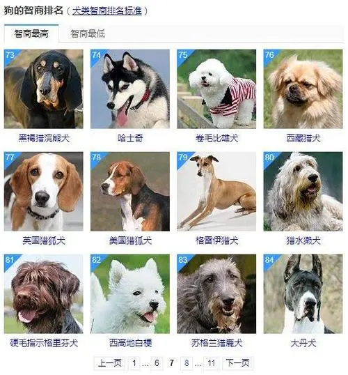 世界狗智商排名1-100 边境牧羊犬价格多少钱一只