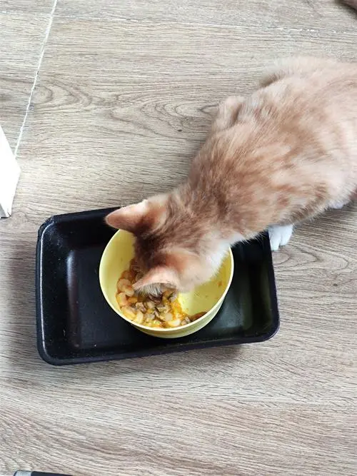 土猫吃什么食物？（土猫吃什么食物）