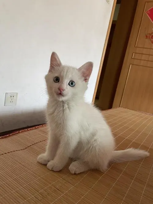 土猫是什么猫？（土猫是什么猫）