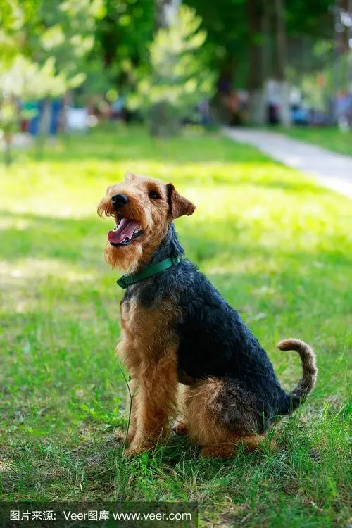 威尔士梗犬舍：爱与忠诚的代表