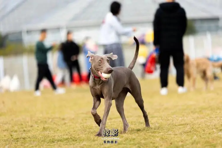 威玛猎犬图片价格 威玛猎犬图片大全