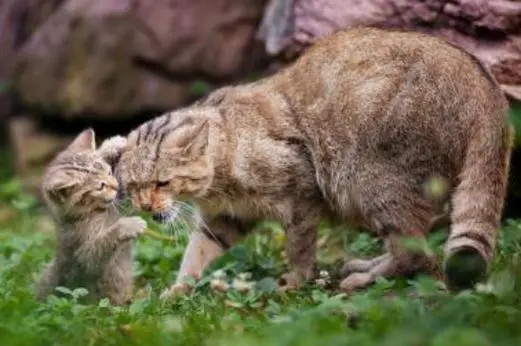 为什么不能给野猫喂食 为什么不能投喂野猫