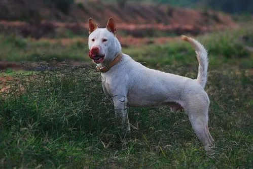 下司犬的优点和缺点（下司犬的缺点和优点下司犬的能长多重）