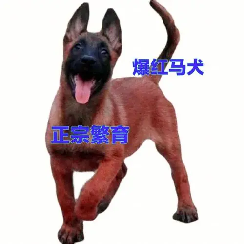 袖珍马犬多少钱 袖珍犬多少钱一只