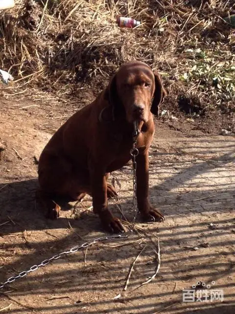 寻血猎犬图片出售（寻血猎犬图片 出售）