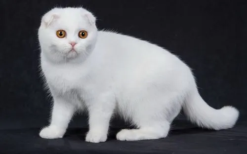 宴阳（Scottish Fold）苏格兰折耳猫晋江（宴阳 苏格兰折耳猫晋江）