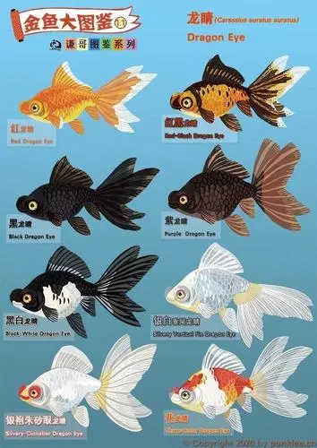 中国金鱼图鉴PDF 中国金鱼图鉴电子版