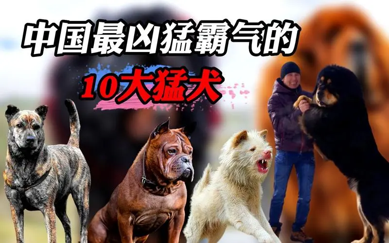 中国十大猛犬排行榜最新 中国十大猛犬